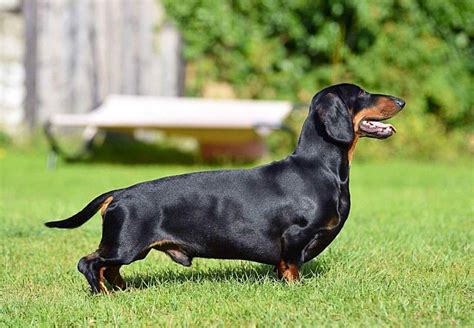 The breeders listed on the CKC site have paid a fee to be featured. If you would like to confirm if a Dachshund breeder is registered with the CKC, email information@ckc.ca or call 416-675-5511. Pawzy connects prospective pet parents to Dachsund breeders registered with the Canadian Kennel Club. Compare breeders and find your match.