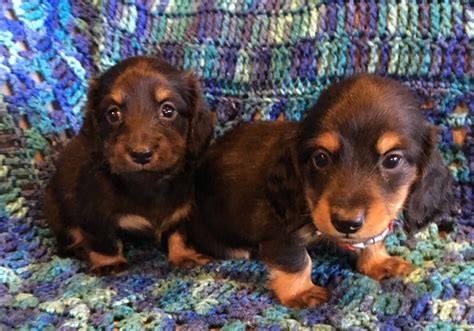 Dachshunds Puppies Pets And Animals For Sale - Minnesota