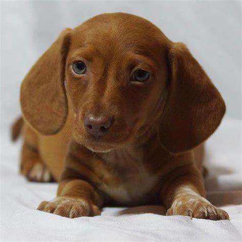 Dachshunds for Sale in Kansas City Dogs on Oodle …