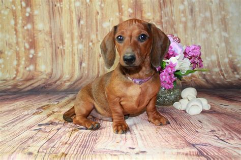Meet ethical Dachshund puppies from vetted