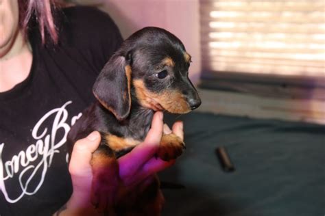 Puppies.com will help you find your perfect Dachshund puppy for sale in Tucson, AZ. We've connected loving homes to reputable breeders since 2003 and we want to help you find the puppy your whole family will love.. 