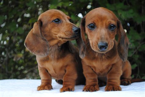 Miniature Dachshund puppies for sale. £1,000. Dachshund Age: 8 weeks 2 male / 2 female. We have 5 beautiful miniature Dachshund puppies for sale. Two girls £1200 each (chocolate tan and dapple, pink Marks on photos), and two dapple boys £1000 each ( red and green collars). Mum and dad both to be seen.. 