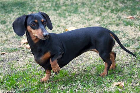 Dachsund near me. Things To Know About Dachsund near me. 