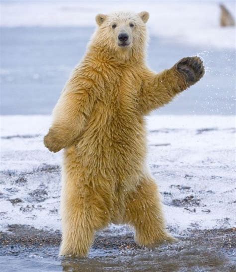 Dancing bear definition: A bear is a large, strong wild animal with thick fur and sharp claws . [...] | Meaning, pronunciation, translations and examples