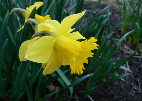 Daffodil plant Britannica