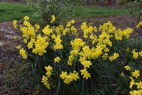 Daffodil-like flowers - Crossword clues & answers - Global Clue