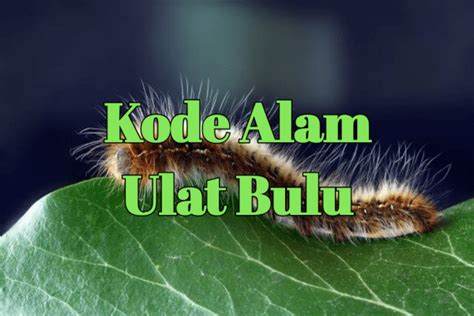 Daftar bandar togel united kingdom. Kode alam ulat bulu.