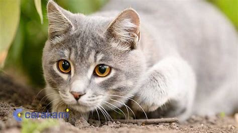 Daftar casino online uang asli. Alam kucing makan tikus.