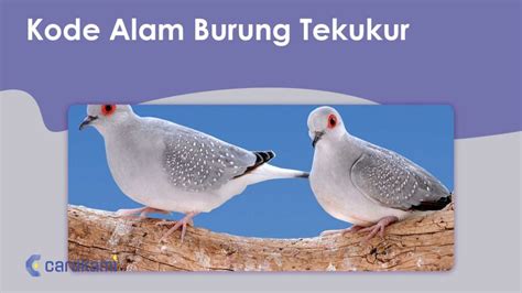 Daftar situs togel pagar alam. Erek kode alam burung tekukur.