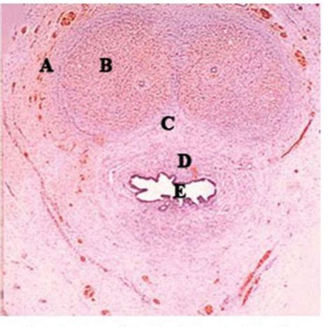 Dagangsta sims 4.  Study with Quizlet and memorize flashcards containing ...