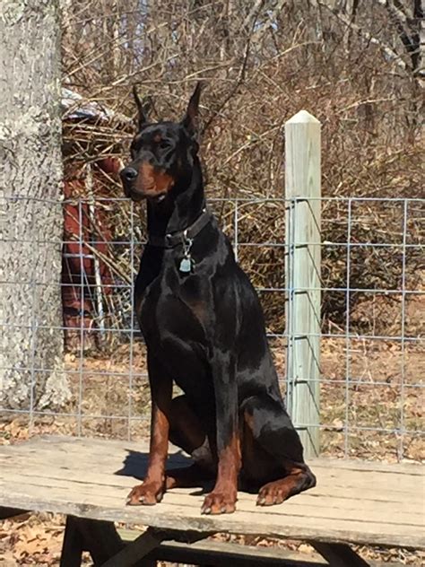 Dobermans are one of the breeds with some severe health issues. Some minor diseases they face include canine hip dysplasia, osteosarcoma, von Willebrand’s disease, and demodicosis, to name a few. In addition, …