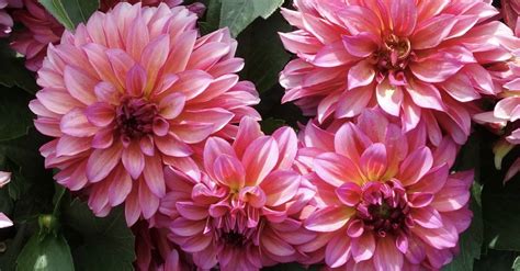 Dahlia - Growtanical