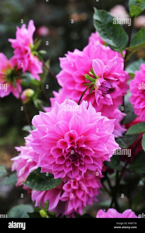 Dahlia Asia Onlyfans Leaked [PPV] 😈