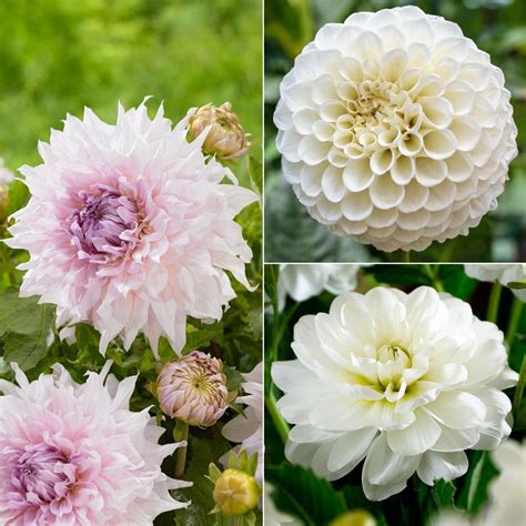 Dahlia Assorted Flirty Fleurs Fionna Collection - Longfield Gardens