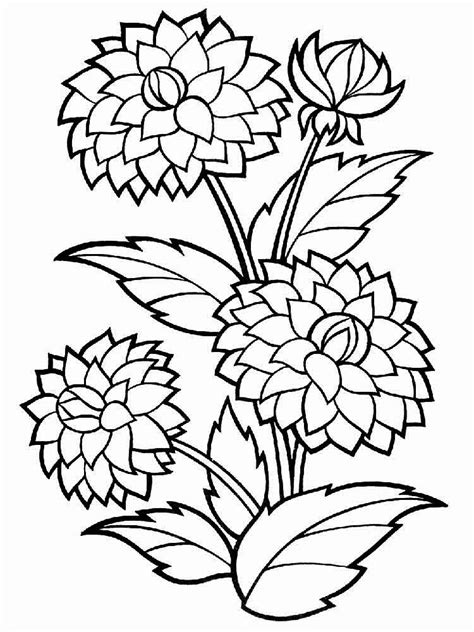 Dahlia Coloring Pages - Best Coloring Pages For Kids