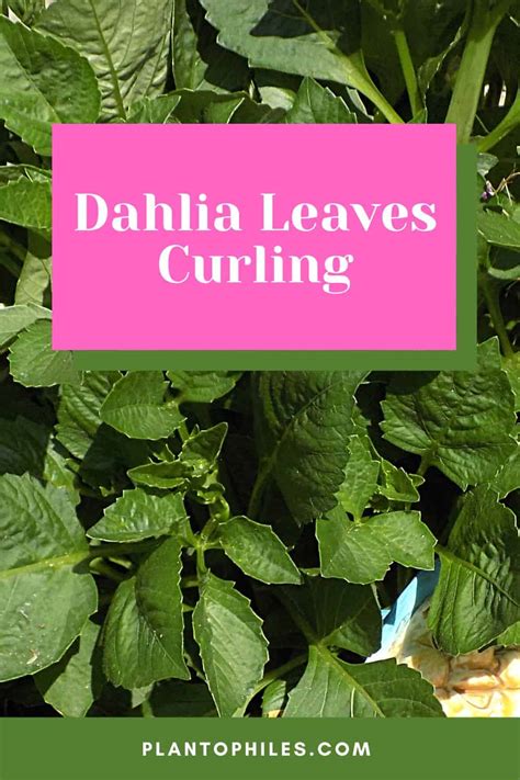 Dahlia Leaves Curling [5 Causes & Effective Solution] - Garden Cue