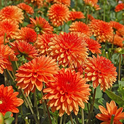 Dahlia Orange