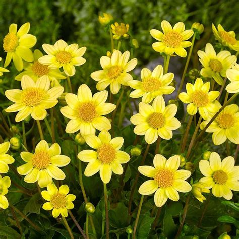 Dahlia Topmix Yellow for sale! Buy online for: £ 4.99