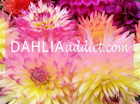 Dahlia addict. Evanah Suppliers - DAHLIAaddict - Dahlia Search. Shipping Area: CAN USA. 6 Reasons to subscribe to DAHLIAaddict. Number 11 WILL SHOCK YOU. (Only $5.99/yr) #. A. B. C. 
