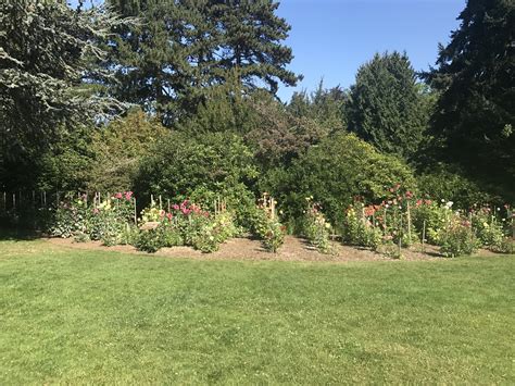 Dahlia garden is in full bloom at Seattle