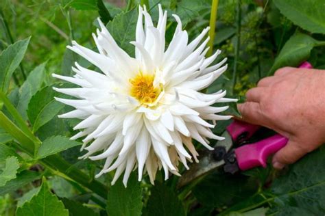 Dahlia tips from Te Puke expert Stuff.co.nz