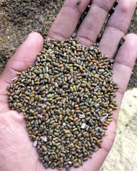 🔥 Daicha Onlyfans Leak +18