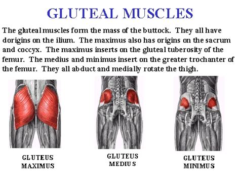 Daily Function of Gluteal Muscles Healthfully