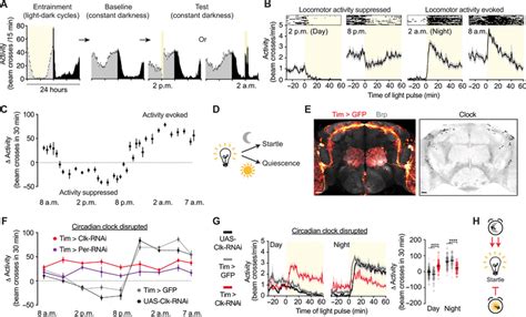 Daily rewiring of a neural circuit generates a predictive model …