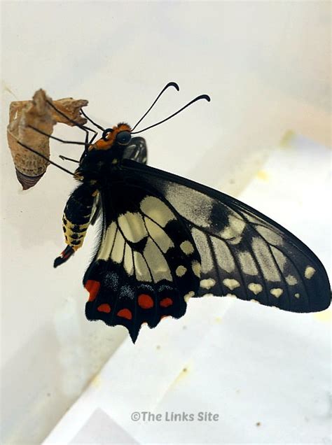 Dainty Swallowtail Butterfly Update - The Links Site