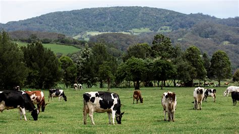 Dairy Australia - Wikipedia