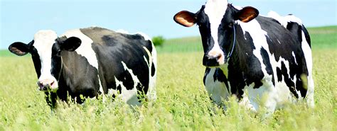 Dairy Cow Products TechMix Global