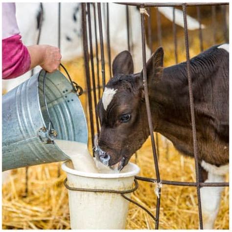 Dairy Equipment and Milking Supplies - Farm and Ranch Depot