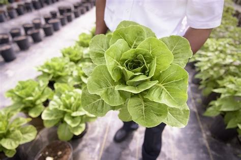 Dairy grown in lettuce? Meet the start-up triggering protein, …