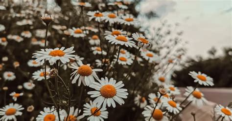 Are Daisies Toxic to Cats. As a cat owner, it's important to ensure that your furry friend 😼is safe from harm. Cats are curious creatures and tend to explore their surroundings by nibbling on plants and flowers.. 🐱However, not all plants are safe for cats🐈 to ingest. One such plant is the daisy.