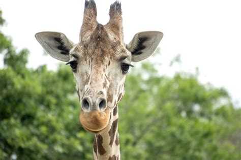 Daisy, matriarch of Como Zoo giraffe herd, euthanized at 23