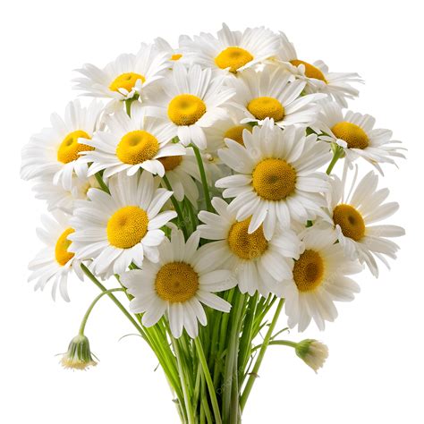 Daisy F. Onlyfans Leak XxX 💦 17 Photos