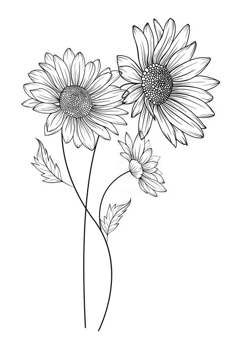 Daisy Outline Drawing