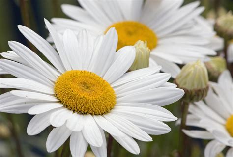 Daisy bloom. When sown in the spring, some cultivars will bloom the same season, while others will bloom the following year. By Division. Dividing your plant is an important part of maintaining its vigor. This is an easy way to propagate more Shasta daisies for your garden if you are already growing some, or if a friend or neighbor has a few to share. 