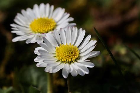 Daisy grace onlyfans
