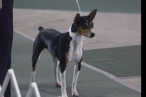 Find a Rat Terrier puppy from reputable breeders near you and nationwide. Screened for quality. ... Dal Cais Rat Terriers. California. New litter. Male, available ...