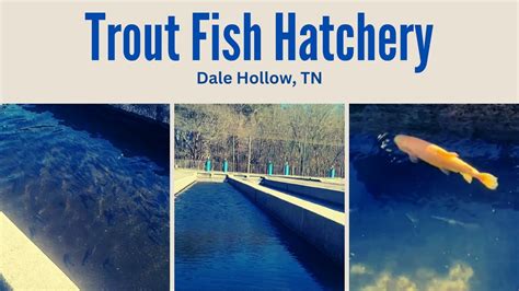 Dale Hollow National Fish Hatchery - Go-Tennessee.com