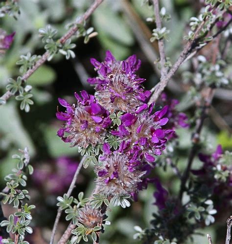 Dalea pulchra - Santa Catalina Prairie Clover, Indigo …