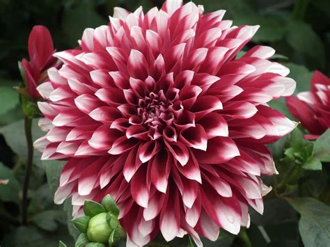 Dalias - Learn about dahlias, a colorful and diverse group of tuberous plants that are perennials in warm climates and annuals in colder regions. Find out how to choose, plant, fertilize, …