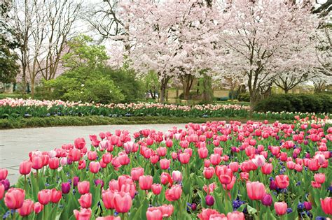 Dallas arboretum. The Arboretum and Botanical Garden is located in East Dallas, sandwiched in between Garland Road and White Rock Lake. The Arboretum is a 7.7-mile, 21-minute … 
