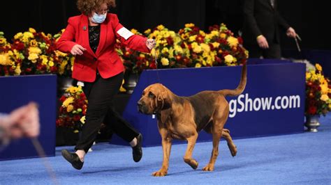 The Best in Show winner earns a $20,000 prize after taking home the title at one of the most prestigious dog shows in the world. Entertainment News Celebrity News 2 hours ago. 