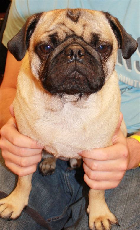 Dallas fort worth pug rescue. One look into his beautiful brown eyes and you are guaranteed to fall in love. He is a 60 pound, 8-month-old puppy who responds well to training. Birth date is estimated to be 6/19/2023. He’s up-to-date on shots, has been microchipped, and will need to be neutered when he matures a bit more. 