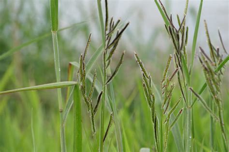 Dallis grass. Dallisgrass is a fast growing perennial used primarily for pasture. See Establishment Guidelines for Grasses for seeding details. Yields of dallisgrass are similar to Argentine or common bahiagrass. It has … 