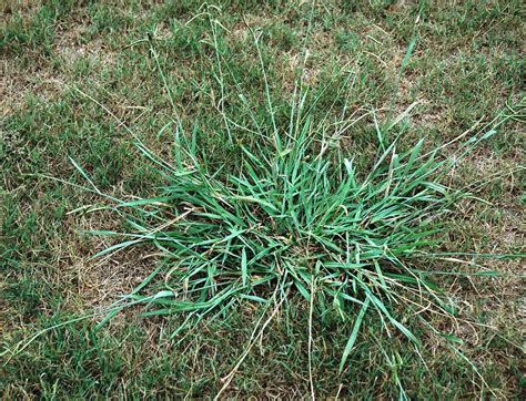 Dallisgrass. Dallisgrass has a grayish-green color. Dallisgrass grows in bunches or clumps. Dallisgrass produces thick rhizomes that can appear as concentric circles … 