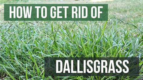 Dallisgrass killer. Dallisgrass is a stubborn perennial weed. Here are 6 effective ways to kill dallisgrass in your lawn: Use pre-emergent herbicide; Use post-emergent … 