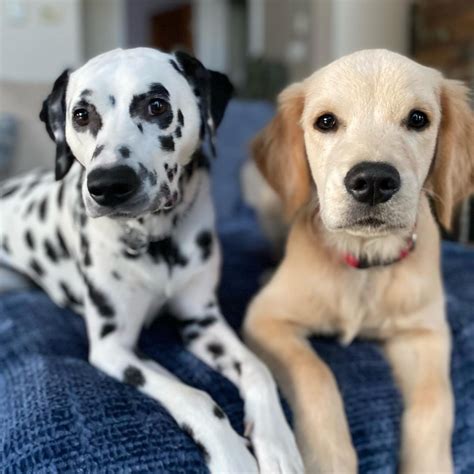 Dalmatian Golden Retriever Mix Puppies